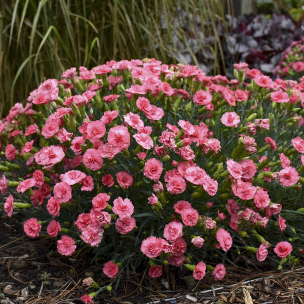 Fruit Punch® 'Classic Coral' Dianthus blooms early summer and then again in the fall.