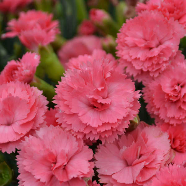Fruit Punch® 'Classic Coral' Dianthus has delicate petals that are deer resistant and easy to grow.