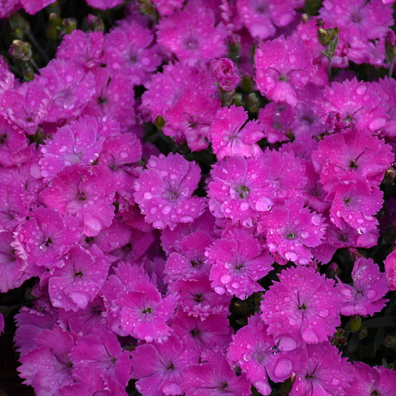 Paint the Town Fuchsia Dianthus with droplets of water on the vivid pink flowers. 