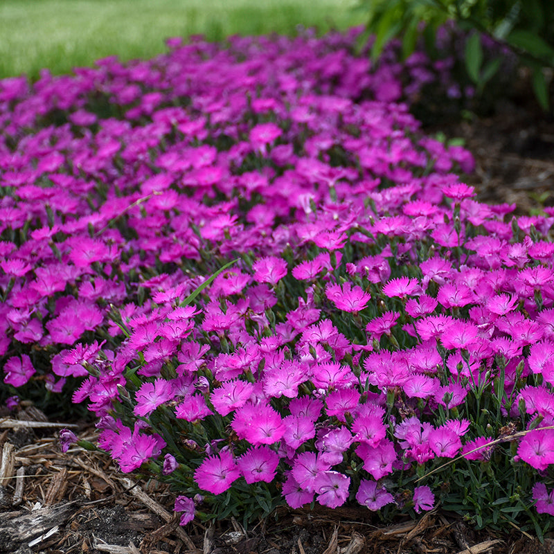 Paint the Town Fuchsia Dianthus with vivid carnation-like pink blooms in a garden. 