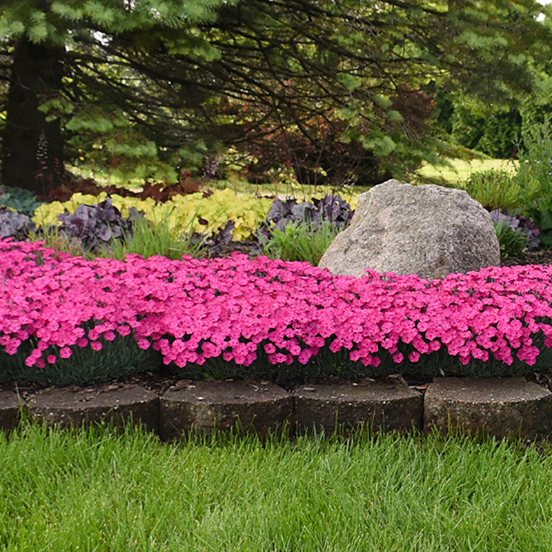 'Paint The Town Magenta' Dianthus