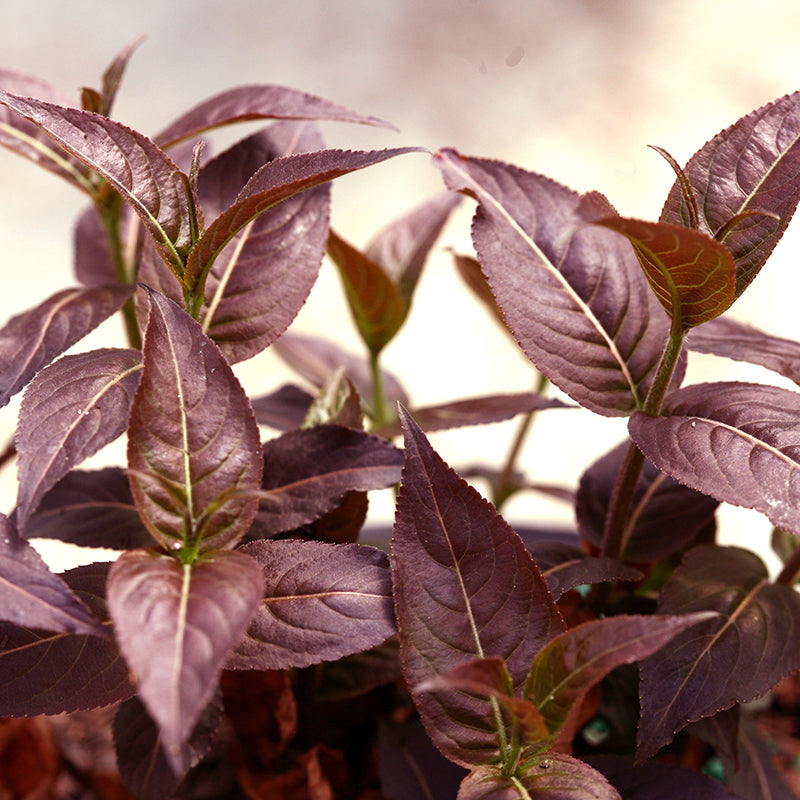 La diervilla Kodiak Black possède un feuillage noir-pourpre intense et tolère incroyablement bien l'ombre.