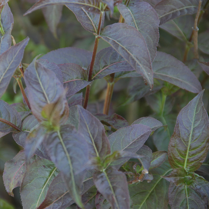 La diervilla Kodiak Black possède un feuillage noir-pourpre intense et tolère incroyablement bien l'ombre.