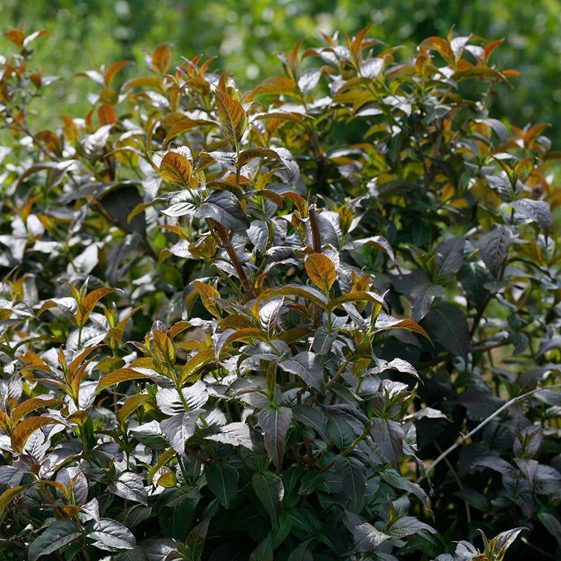 La diervilla Kodiak Black possède un feuillage noir-pourpre intense et tolère incroyablement bien l'ombre.