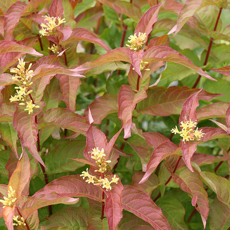 Diervilla Kodiak Orange présente des grappes de petites fleurs jaunes tout l'été