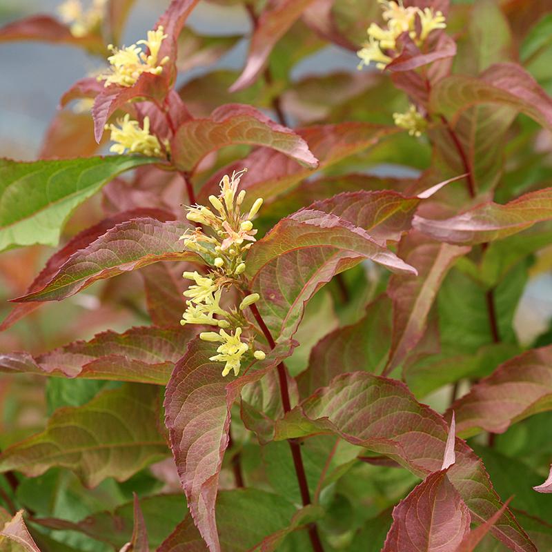 Diervilla Kodiak Orange est idéale pour les haies nécessitant peu d'entretien, l'aménagement paysager et les jardins de plantes indigènes.