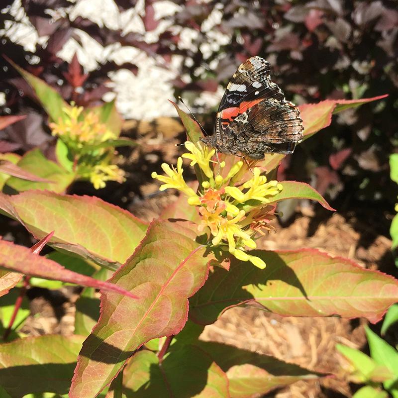 Le feuillage du Diervilla rouge Kodiak prend une teinte rouge éclatante en automne.