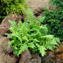 La fougère marginale (Dryopteris marginalis) est indigène, résistante aux cerfs et nécessite peu d'entretien. 
