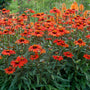 Kismet Intense Orange Coneflower has bright orange blooms all summer