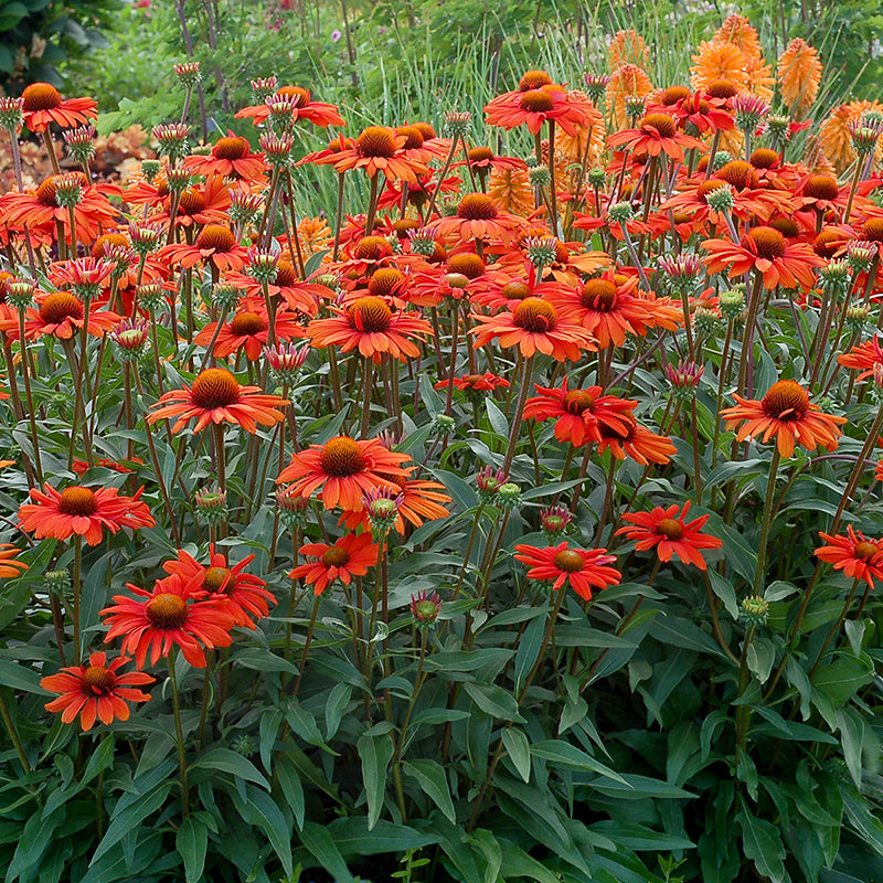 Kismet Intense Orange Coneflower has bright orange blooms all summer