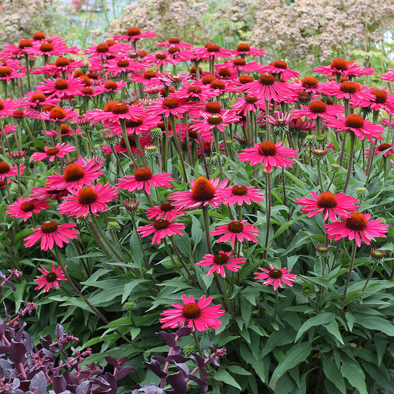 Kismet Raspberry Coneflower a des fleurs roses vibrantes