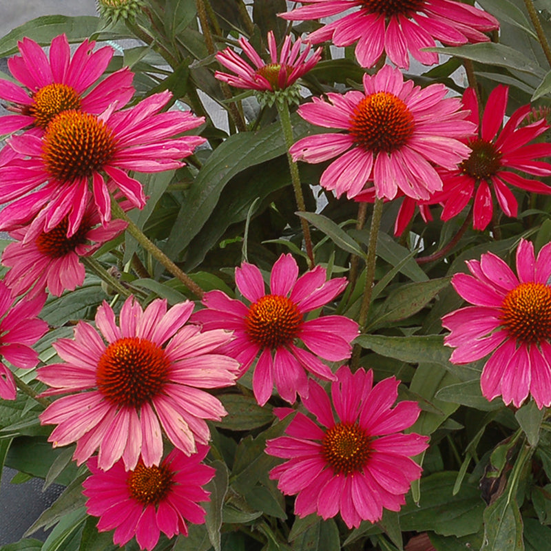 L'Echinacea Kismet Raspberry possède des fleurs parfumées et durables qui attirent les pollinisateurs.