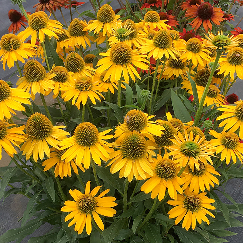 yellow echinacea seeds Kismet Yellow Coneflower