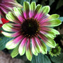 Close-up of a lime green and pink Sweet Sandia Coneflower bloom. 