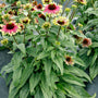 Sweet Sandia Coneflower with watermelon-like blooms and handsome green foliage. 