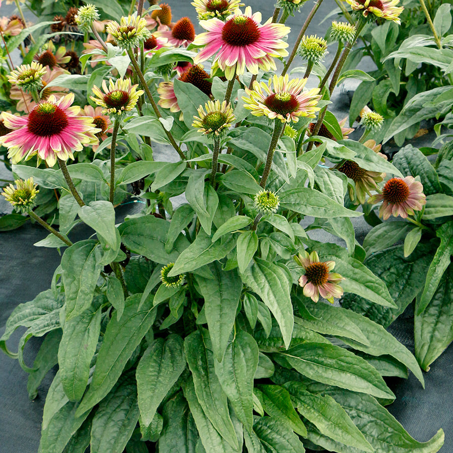 Sweet Sandia Coneflower with watermelon-like blooms and handsome green foliage. 