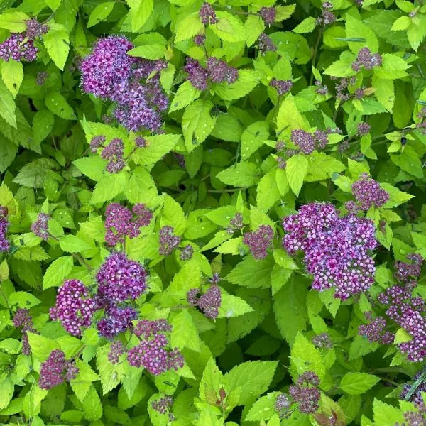 Double Play Dolly Spirea has electric purple flowers complimenting the light green foliage in spring.