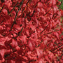 Gros plan sur le feuillage rouge vif du buisson ardent « Fire Ball ». 