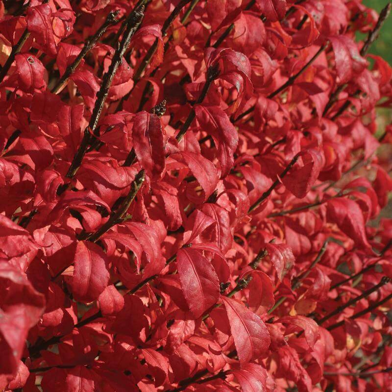 Gros plan sur le feuillage rouge vif du buisson ardent « Fire Ball ». 
