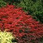 Feu follet (Buisson ardent) au feuillage rougeoyant dans un paysage. 