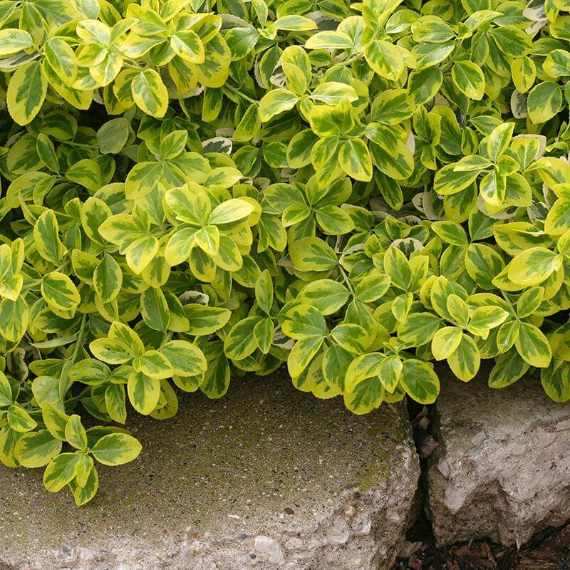 best fertilizer for euonymus plants Gold Splash Wintercreeper (Euonymus)