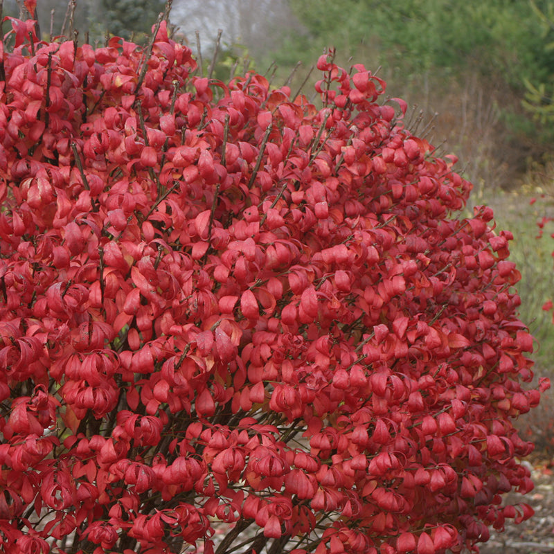 Unforgettable Fire Burning Bush is not fussy about soil