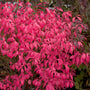 Unforgettable Fire Burning Bush is a proven winners color choice shrub