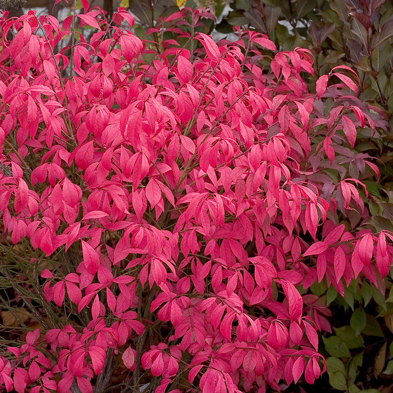 Unforgettable Fire Burning Bush is a proven winners color choice shrub