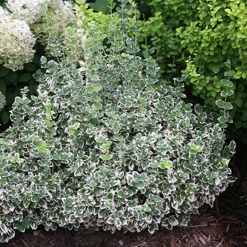 White Album Wintercreeper has versatile green and white evergreen foliage.