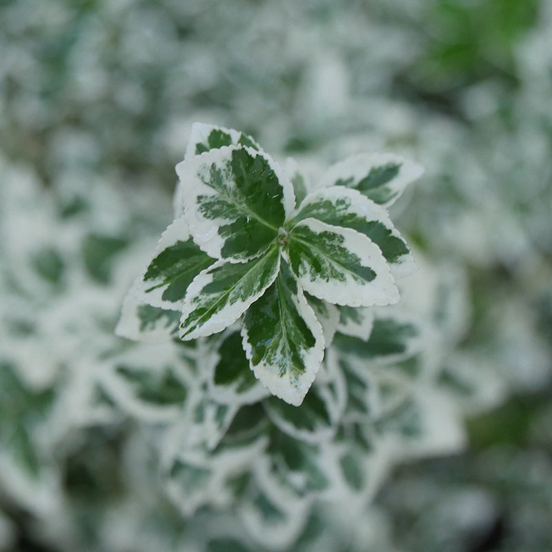 White Album Wintercreeper is drought tolerant once established