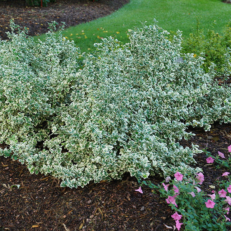 White Album Wintercreeper is a fast growing evergreen shrub