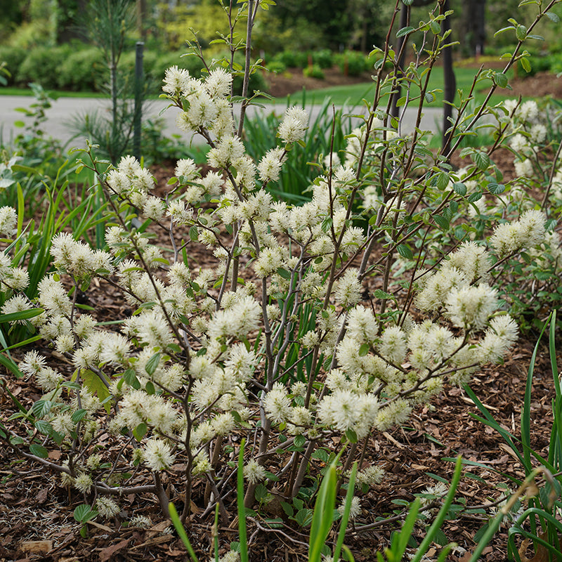Legend Of The Fall® Bottlebrush is a low maintenance native shrub with outstanding fall colors in red, orange, yellow and purple.