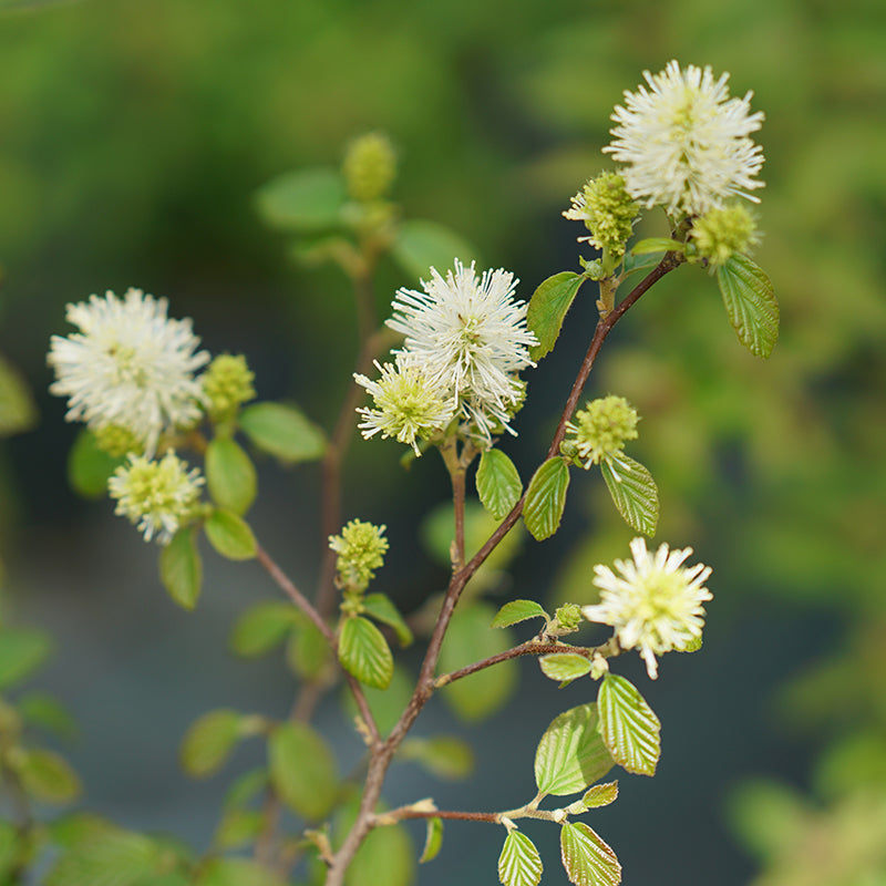 Legend Of The Fall® Bottlebrush has hundreds of honey-scented spring blooms smelling like honey and attracting native pollinators. 