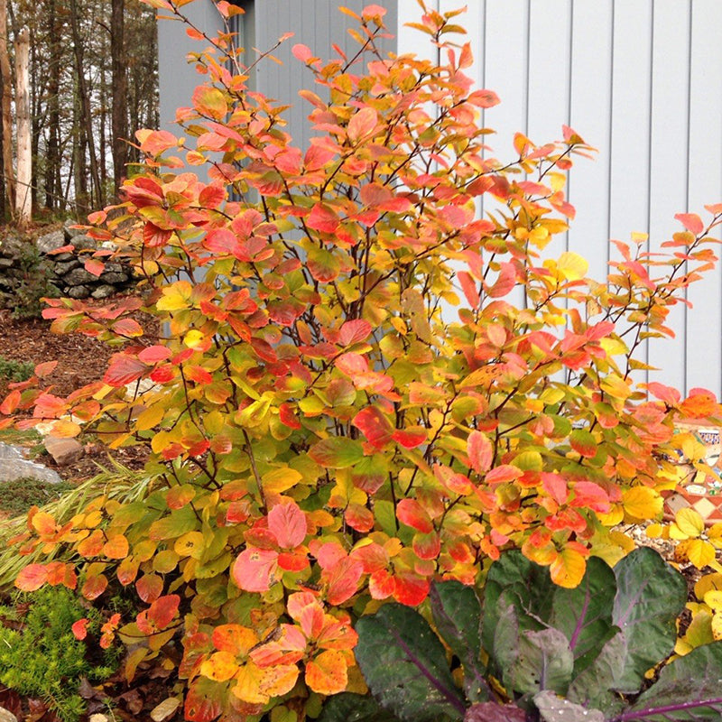 Legend Of The Fall® Bottlebrush is a low maintenance native shrub with outstanding fall colors in red, orange, yellow and purple.