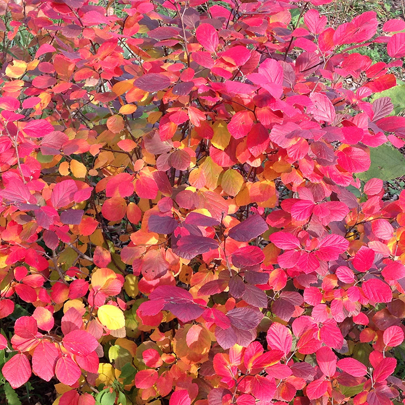 Proven Winners Legend Of The Fall Bottlebrush - Thumbnail 5