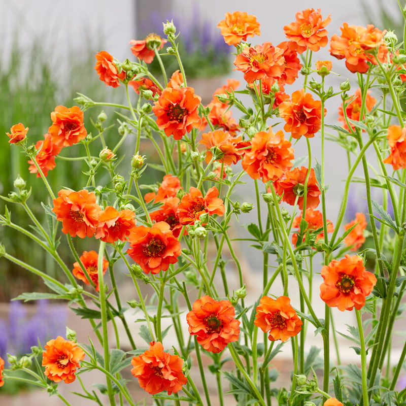 Miss Clementine Geum, avec ses fleurs doubles d'un orange vif, est portée par des tiges fines. 