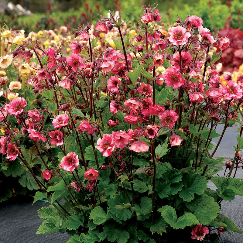 Tempo™ Rose Geum blooms on dark stems that are perfect for cut flowers.