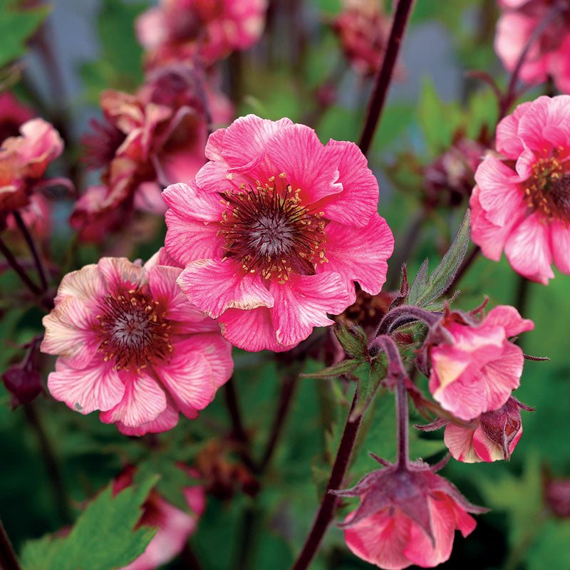Tempo™ Rose Geum and bright pink flowers that bloom late spring to early summer