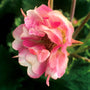 Tempo™ Rose Geum has semi-double blooms