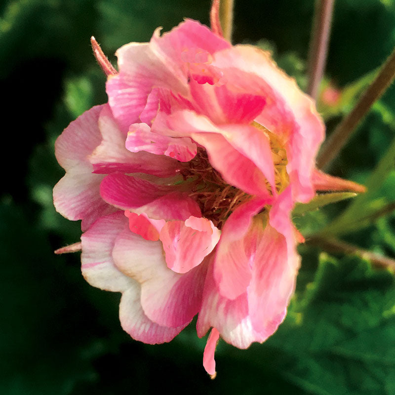 Tempo™ Rose Geum has semi-double blooms