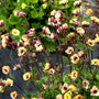 Le Geum jaune Tempo™ (Geum x 'TNGEUTY') est idéal pour la plantation en conteneur. 