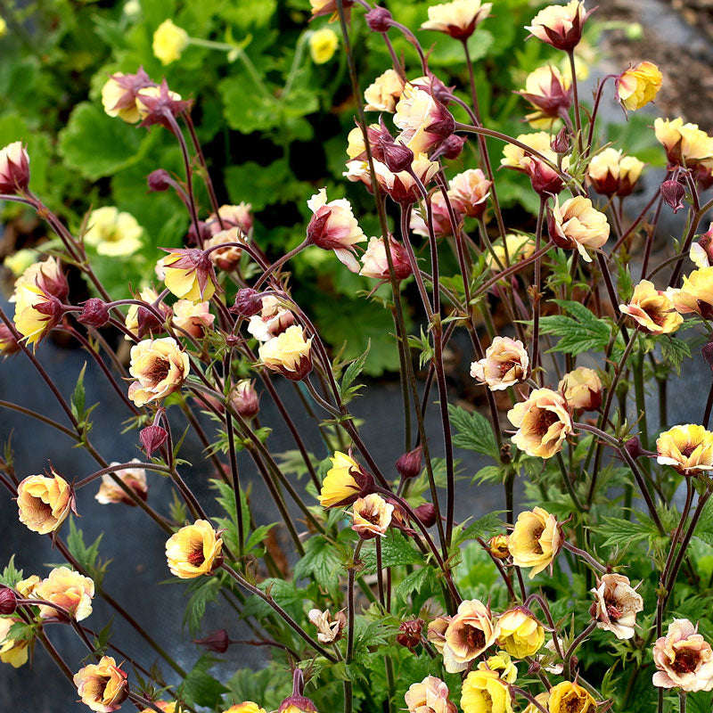 Le Geum jaune Tempo™ (Geum x 'TNGEUTY') est idéal pour la plantation en conteneur. 