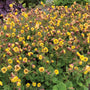 Le Geum jaune Tempo™ (Geum x 'TNGEUTY') est adoré des pollinisateurs.