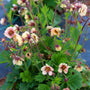 Le Tempo™ Yellow Geum (Geum x 'TNGEUTY') est résistant aux cerfs et aux lapins.