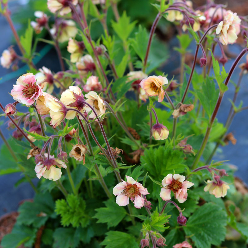 Le Tempo™ Yellow Geum (Geum x 'TNGEUTY') est résistant aux cerfs et aux lapins.
