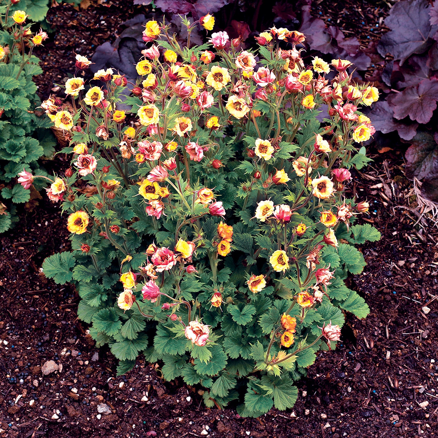 Le Geum jaune Tempo™ (Geum x 'TNGEUTY') est facile à cultiver.