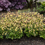Le Geum jaune Tempo™ (Geum x 'TNGEUTY') est facile à cultiver,