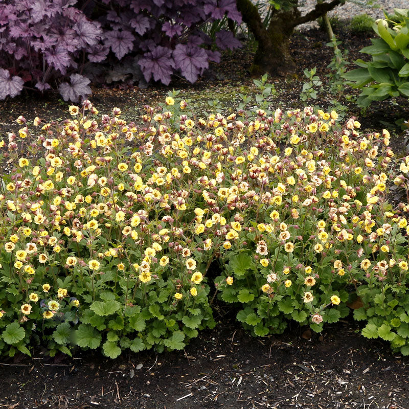 Le Geum jaune Tempo™ (Geum x 'TNGEUTY') est facile à cultiver,