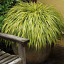 Aureola Japanese Forest Grass with variegated brilliant yellow foliage in a container
