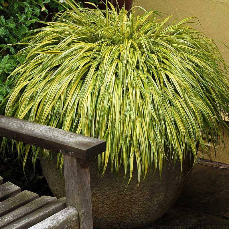 Aureola Japanese Forest Grass with variegated brilliant yellow foliage in a container